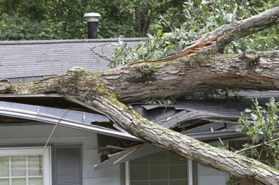 Roof Tree Damage |Roofing Contractor in Albany